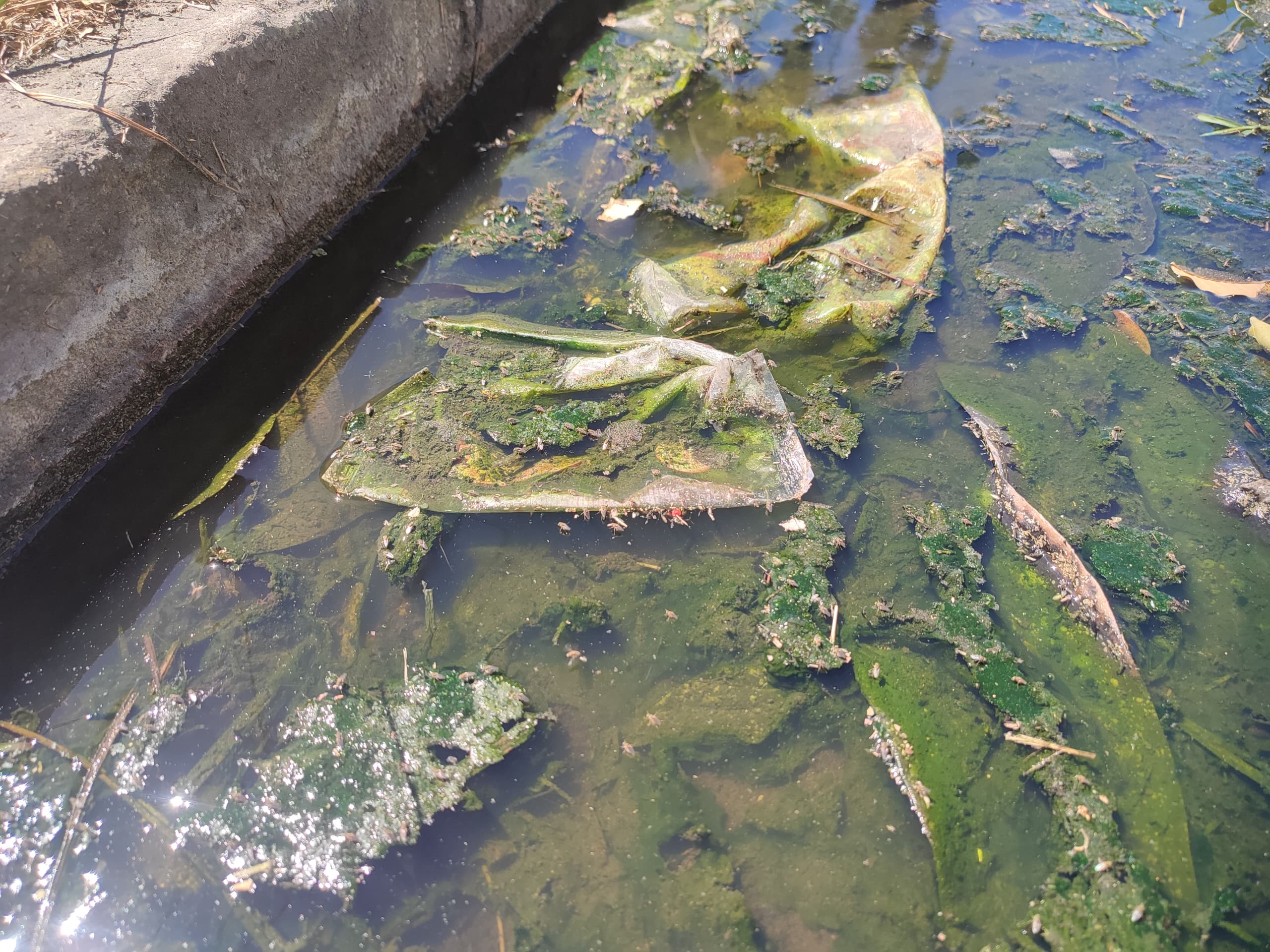 Aguas negras “ahogan” a vecinos de Las Acacias en Maracay